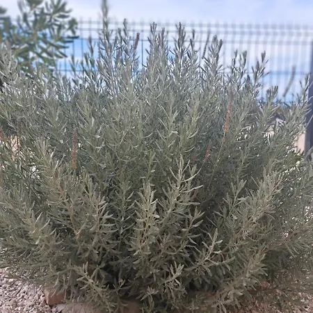 Vuletic, Pasman Ždrelac