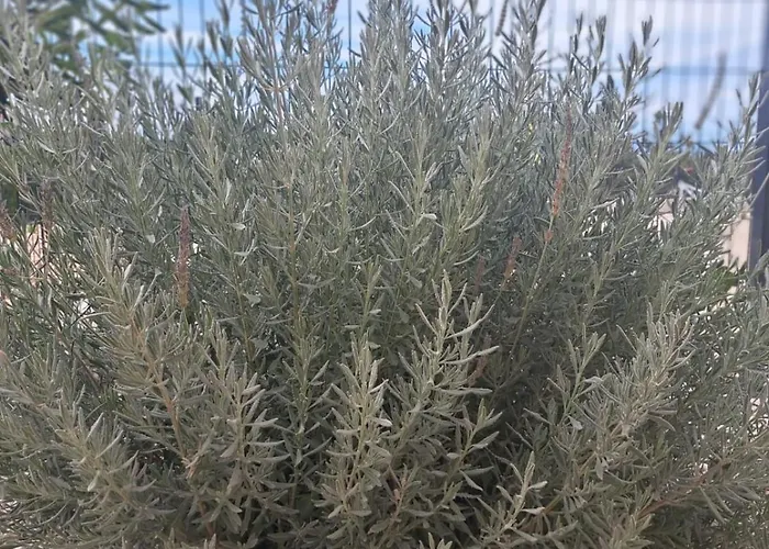 Vuletic, Pasman Ždrelac